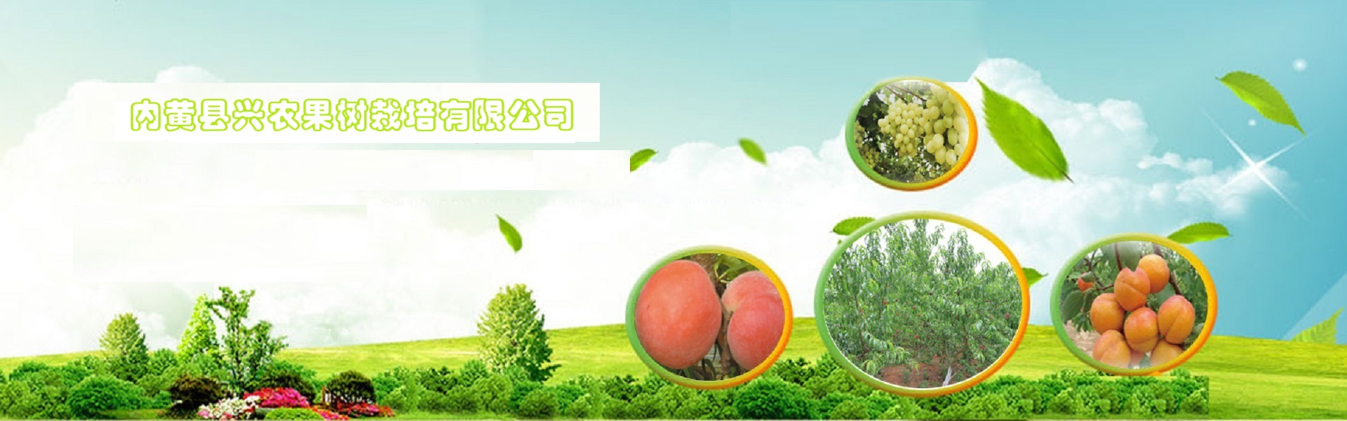 河南优质桃苗